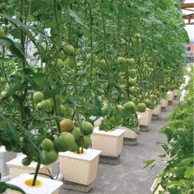 温室作物栽培のためのオランダのバケット水栽培