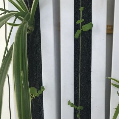 Zipgrow 水素式垂直栽培 トワーガーデン 操作が簡単