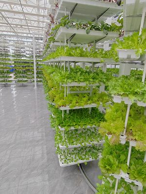 垂直農業 ハンキングプラント 水栽培 インテリジェント農業