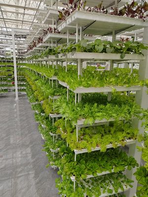 垂直農業 ハンキングプラント 水栽培 インテリジェント農業