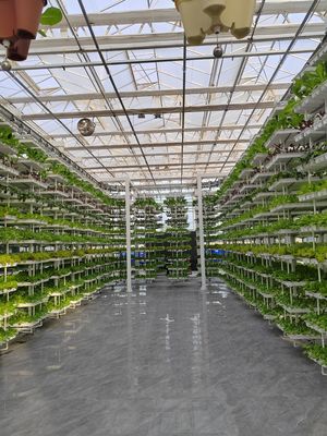 垂直農業 ハンキングプラント 水栽培 インテリジェント農業