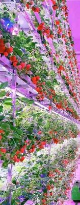 白色食品品種 植え付け PVC ストロベリー 垂直栽培システム 果物