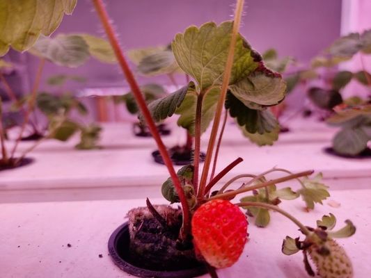 ストロベリー 垂直栽培システム 果物 白色 食品品種 植え物 PVC