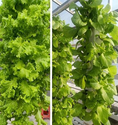 インテリジェント水栽培 垂直庭園 植樹植物 NFT 栽培システム