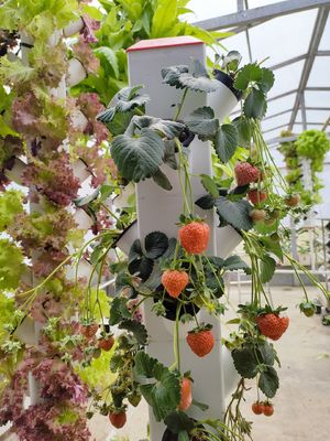 インテリジェント水栽培 垂直庭園 植樹植物 NFT 栽培システム