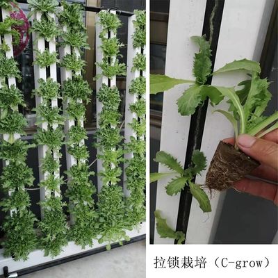 Zipgrow 水栽培室内庭園植物 LEDライト付き水栽培システム